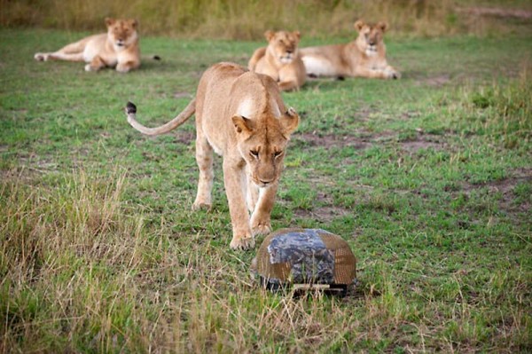 Lions Masai Mara