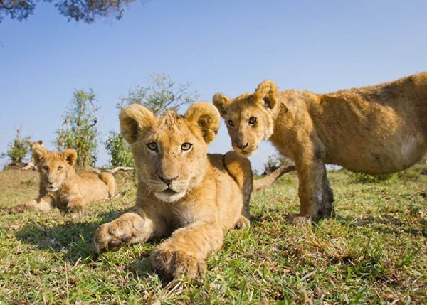 Lions Masai Mara