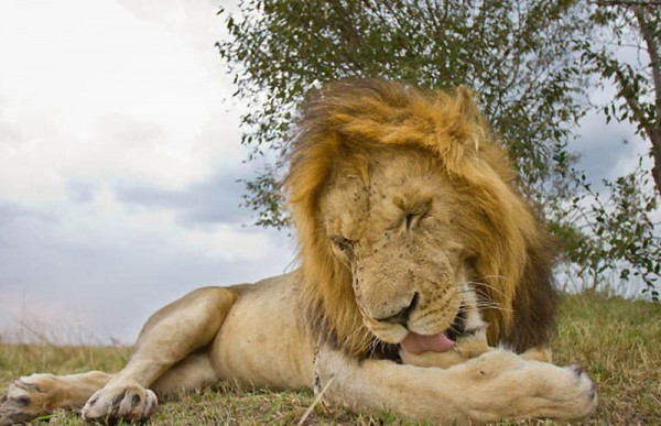 Lions Masai Mara