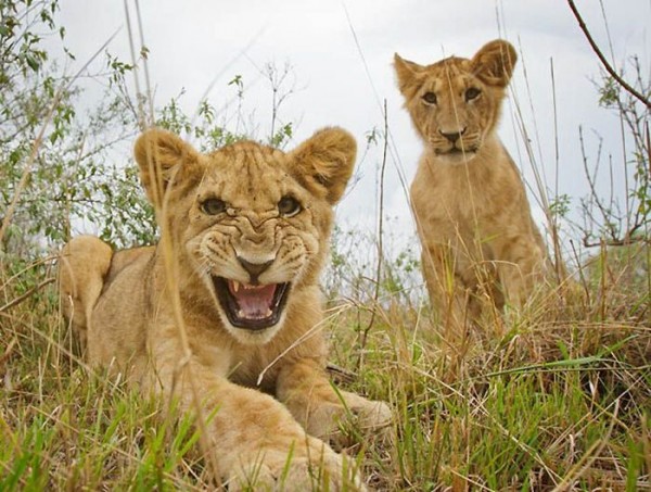 Lions Masai Mara