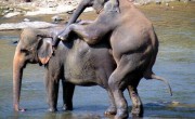 Elephant Orphanage – Sri Lanka