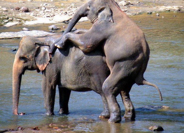 Elephant Orphanage, Sri Lanka