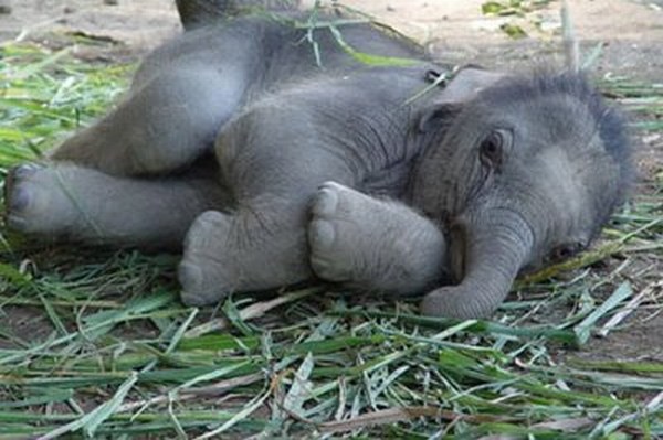 Elephant Orphanage, Sri Lanka