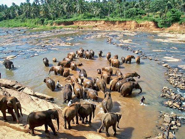 Elephant Orphanage, Sri Lanka