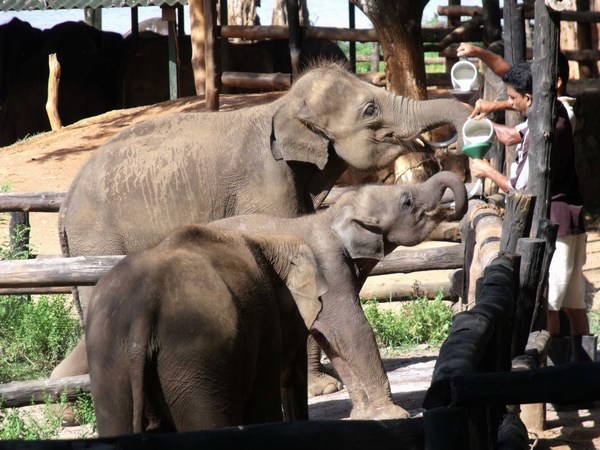 Elephant Orphanage, Sri Lanka