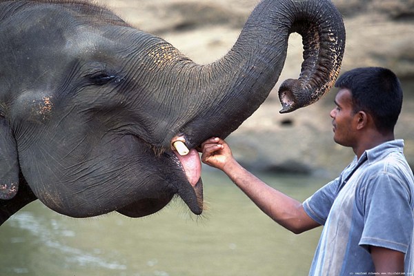 Elephant Orphanage, Sri Lanka