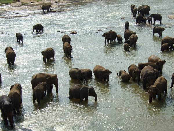 Elephant Orphanage, Sri Lanka