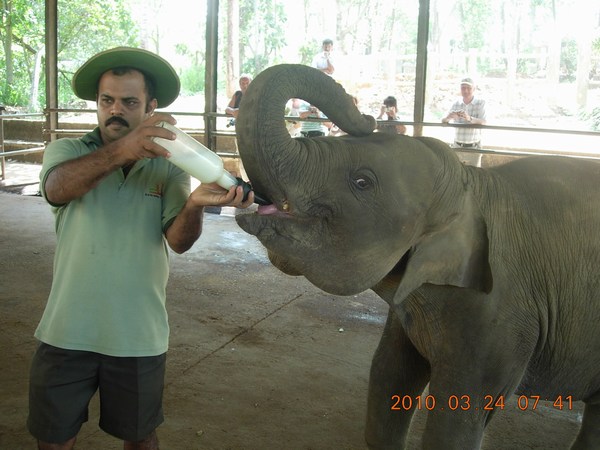 Elephant Orphanage, Sri Lanka