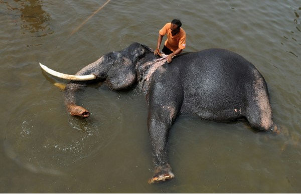 Elephant Orphanage, Sri Lanka