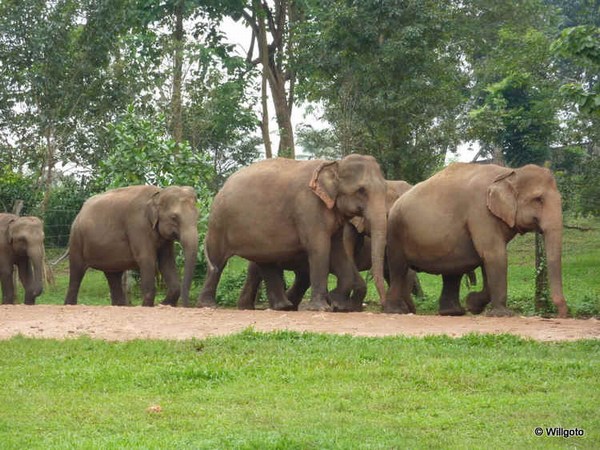 Elephant Orphanage, Sri Lanka