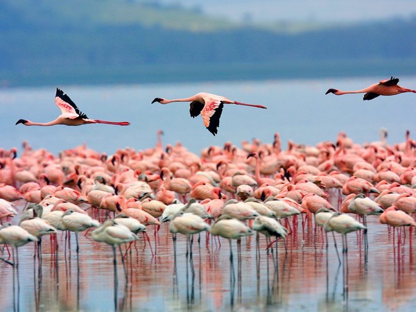 Lake Nakuru