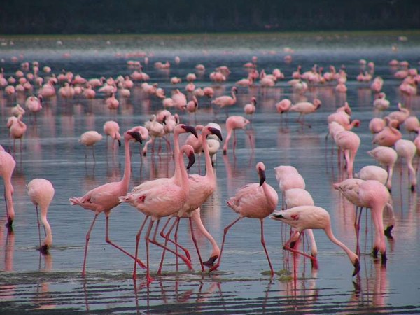 Lake Nakuru