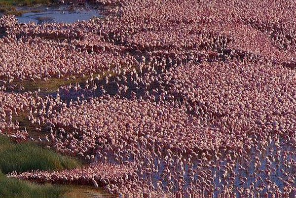 Lake Nakuru