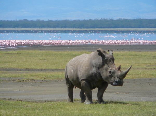 Lake Nakuru