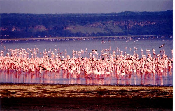 Lake Nakuru